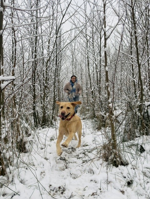 Hond tijdens een wandeling