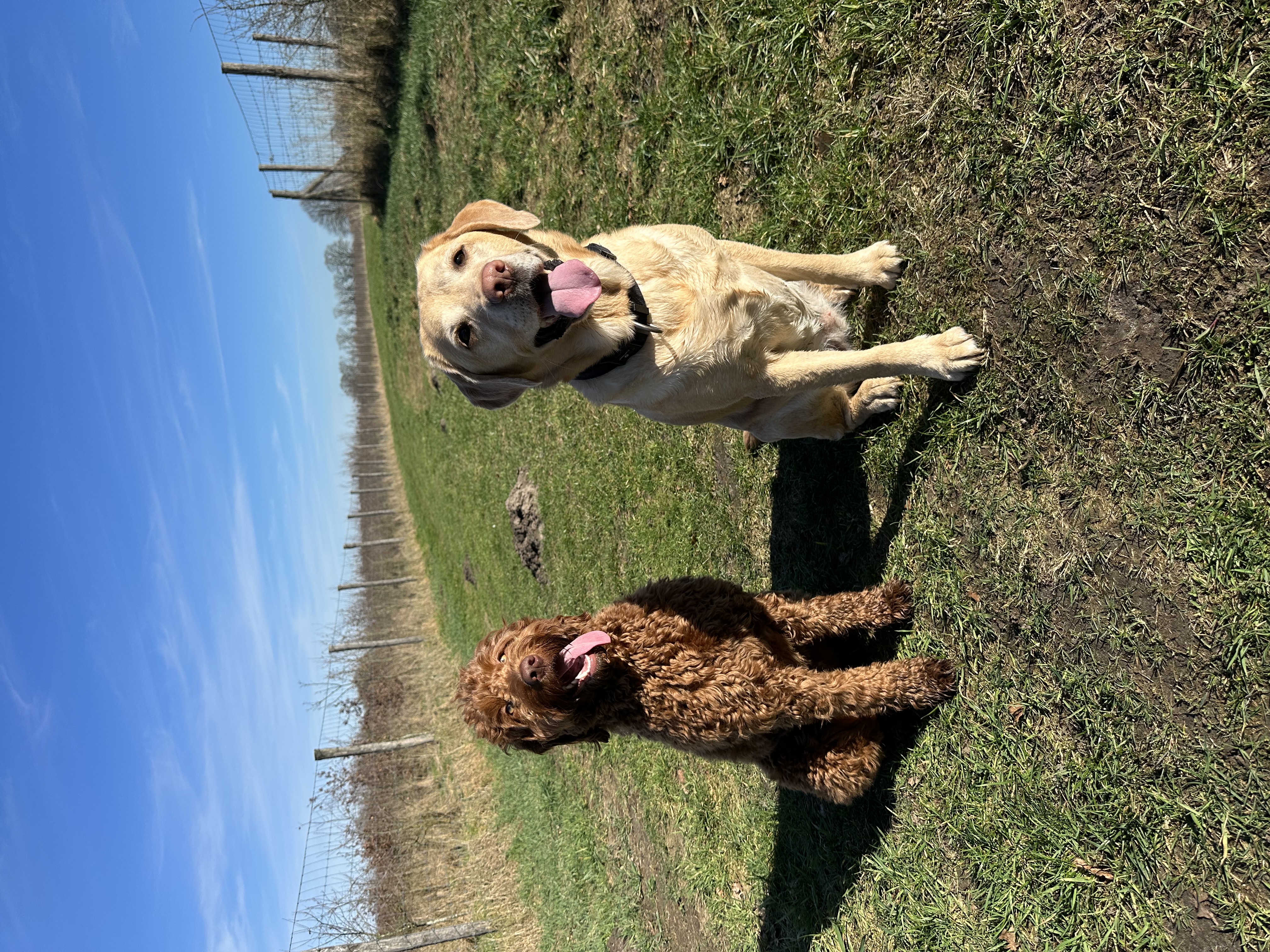 Hond tijdens een wandeling